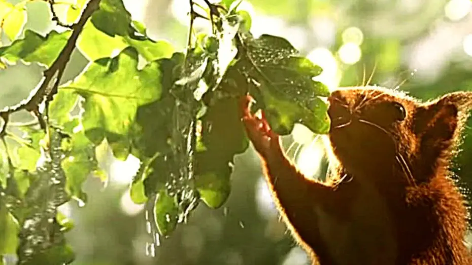 Відео до фільму Le Chêne — LE CHÊNE Bande Annonce VF (Aventure, 2021) De Michel Seydoux, Laurent Charbonnier.