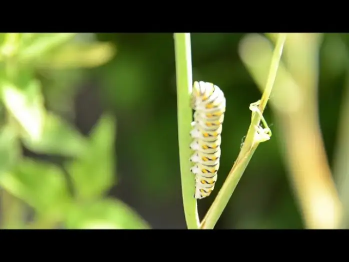 Відео до фільму Plants — Plants Trailer