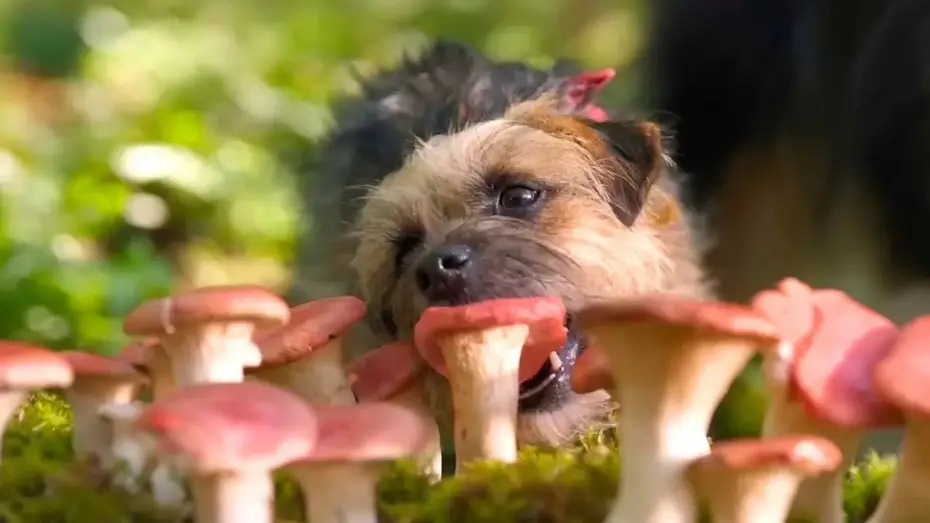 Відео до фільму Кудлаті перці — Doggy Style | Dal 14 settembre al cinema
