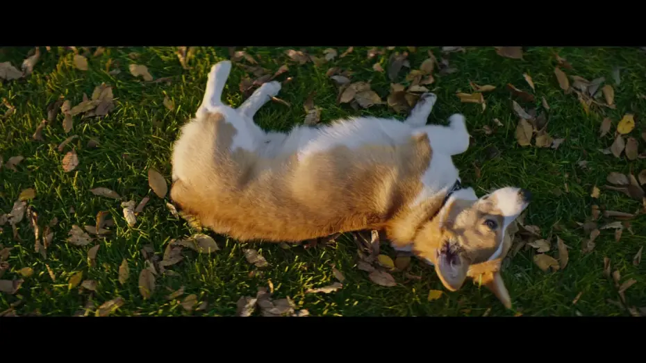 Відео до фільму Життя і мета собаки | MES VIES DE CHIENS - Extrait - " Coup de foudre " - VF