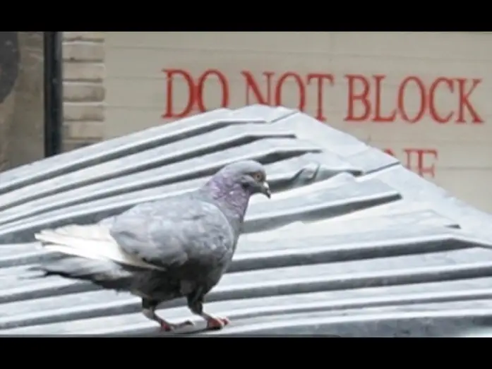 Відео до фільму Save the Pigeons — SAVE THE PIGEONS