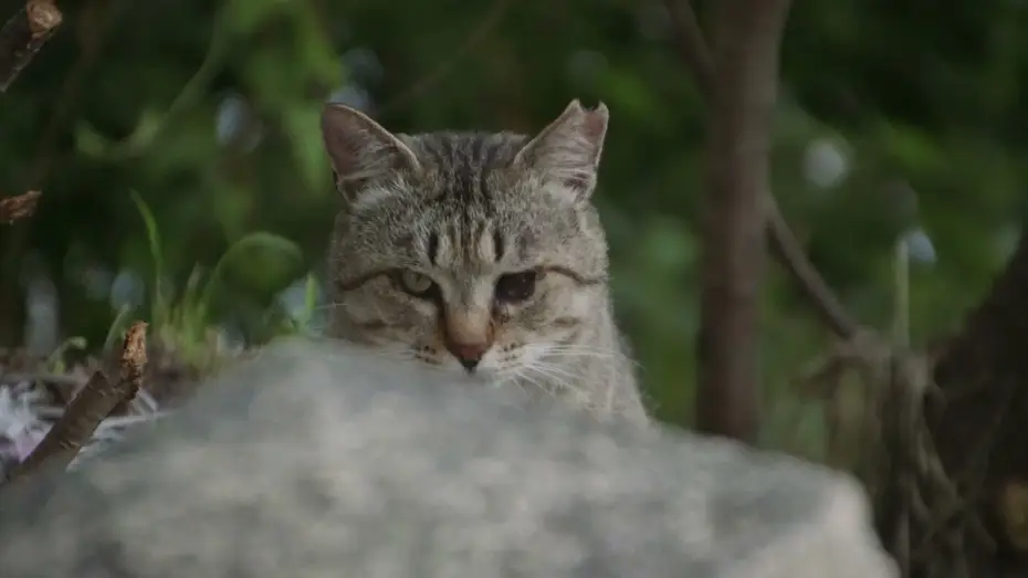 Відео до фільму 五香宮の猫 | Die Katzen vom Gokogu-Schrein