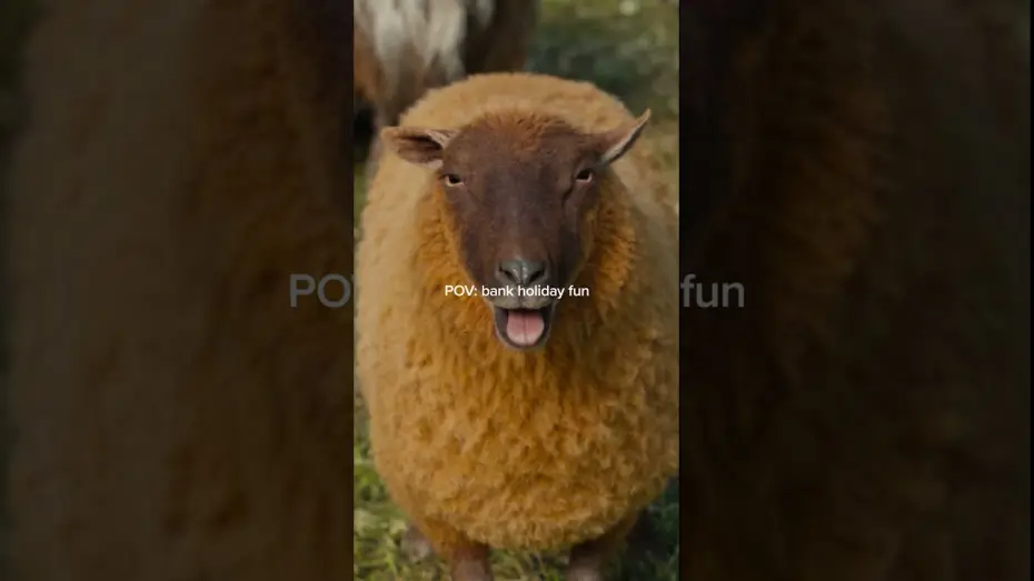 Відео до фільму Вівці-детективи | Who doesn't love a baa-nk holiday?