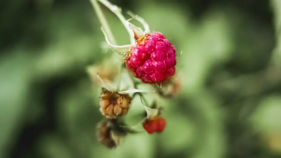 Відео до фільму Vulvitis | What is vulvitis? | Patient Explainers