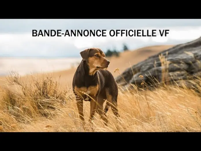 Відео до фільму Шлях додому | L&rsquo;Incroyable Aventure de Bella - Bande Annonce VF