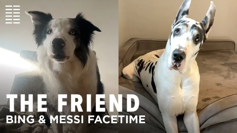 Відео до фільму Друг | Bing & Messi FaceTime