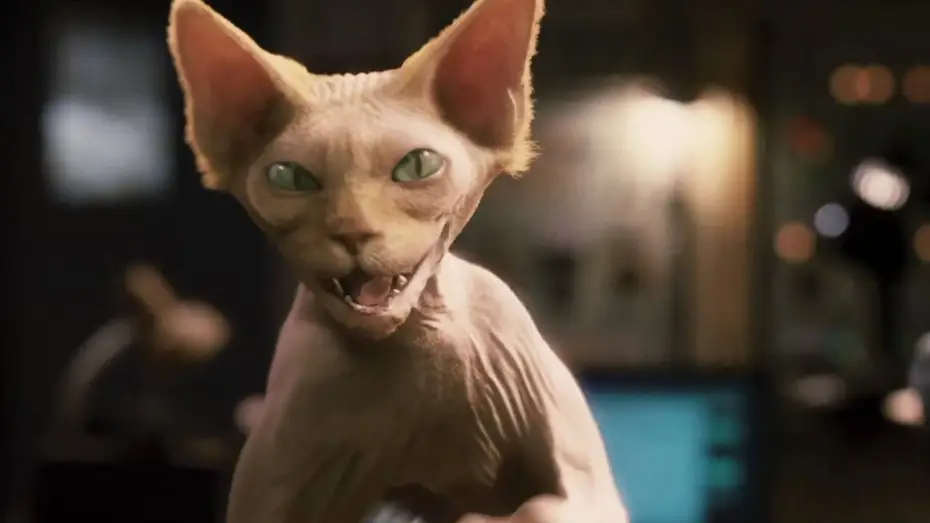 Відео до фільму Кішки проти собак: Помста Кітті Галор | Cats & Dogs - Die Rache der Kitty Kahlohr | Deutscher Trailer HD