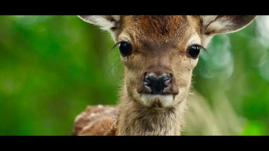 Відео до фільму Bambi, l'histoire d'une vie dans les bois | Bambi : A Tale of Life in the Woods - Trailer (English version)