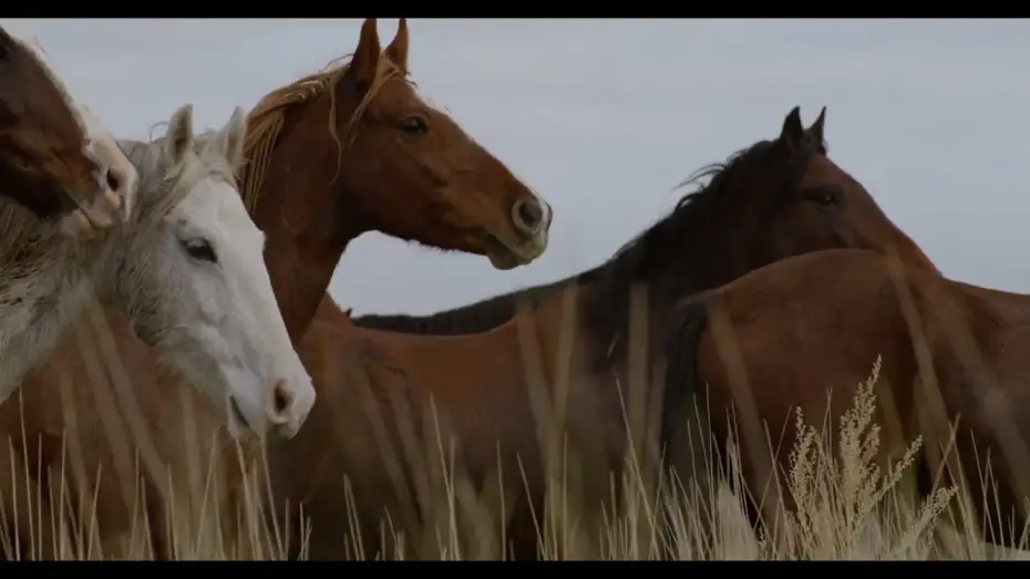 Відео до фільму In the Company of Wolves: An American Journey — In the Company of Wolves - Trailer