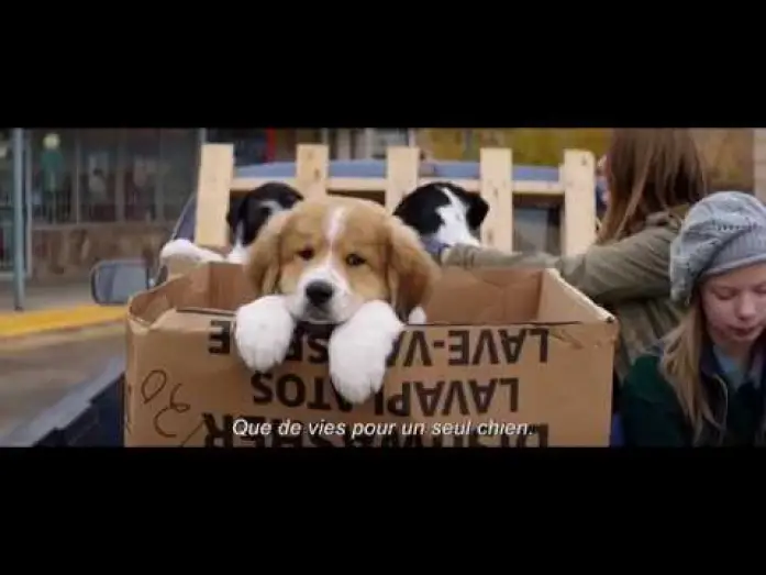 Відео до фільму Життя і мета собаки | MES VIES DE CHIEN - Bande Annonce VOST