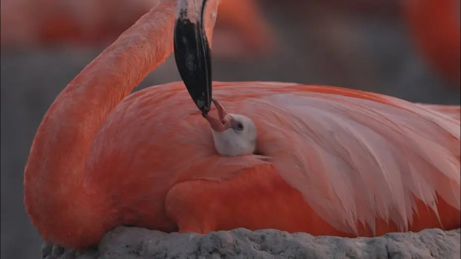 Відео до фільму Flamingos: La vida despu&eacute;s del meteorito | Flamingos - Trailer