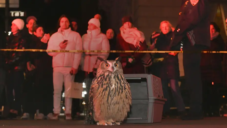 Відео до фільму Wild Inside — WILD INSIDE - Flaco the Owl Documentary - Official Theatrical Trailer - In Theaters July 31st