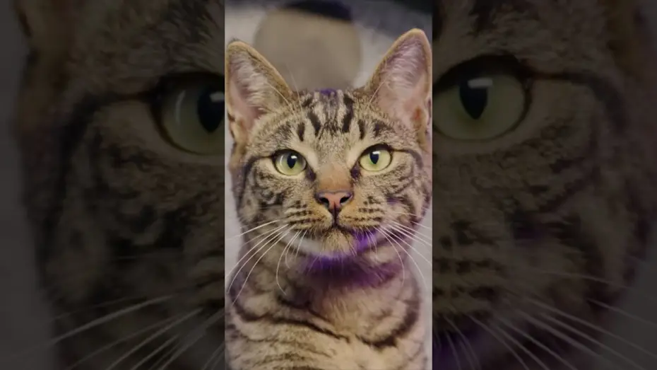 Відео до фільму Ґатто | REAL CATS REACT to Pixar's Trailer for Gatto