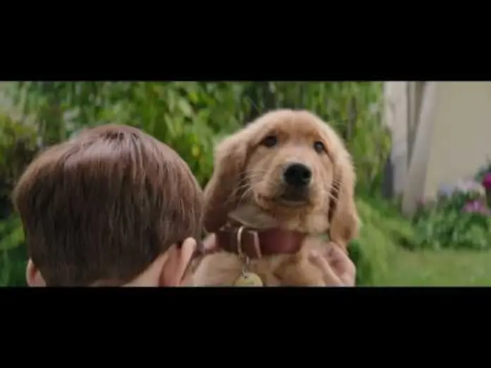 Відео до фільму Життя і мета собаки | MES VIES DE CHIENS - Extrait - "Bailey, Bailey, Bailey" - VF