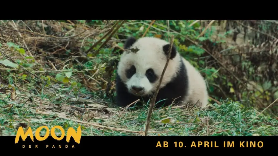 Відео до фільму Панда Мун | Moon, der Panda | Exklusiv: Die 1. Minute des Films | Ab 10. April im Kino