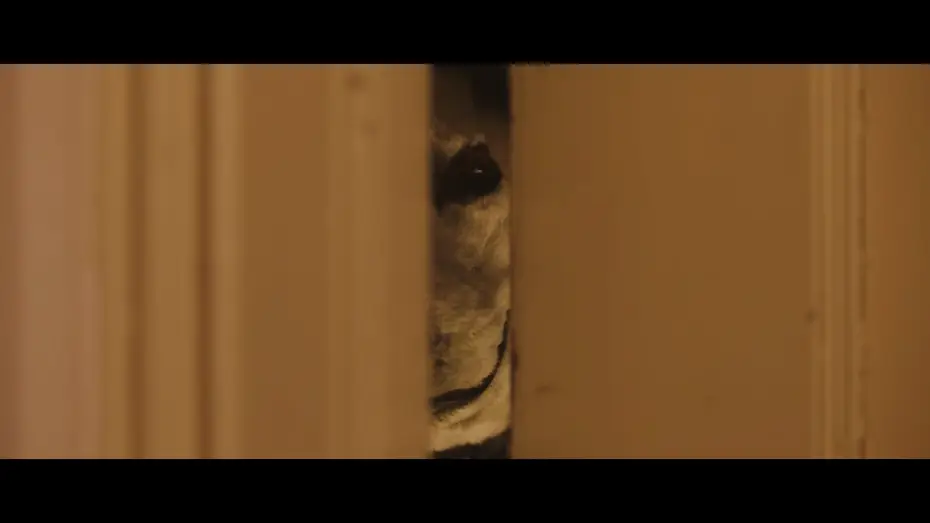 Відео до фільму Good Boy | Oficjalny polski zwiastun