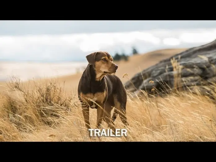 Відео до фільму Шлях додому | DIE UNGLAUBLICHEN ABENTEUER VON BELLA - Trailer - Ab 24.1.19 im Kino!