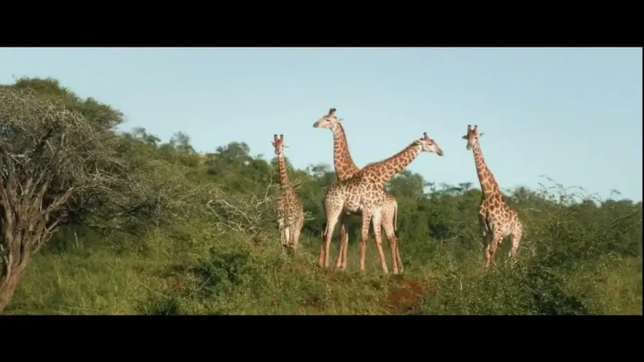 Відео до фільму Thabo - Das Nashornabenteuer | Trailer - Be a Wildlife Advocate!