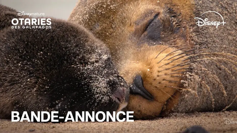 Відео до фільму Sea Lions of the Galapagos — Otaries des Galápagos - Bande-annonce officielle [VOST]