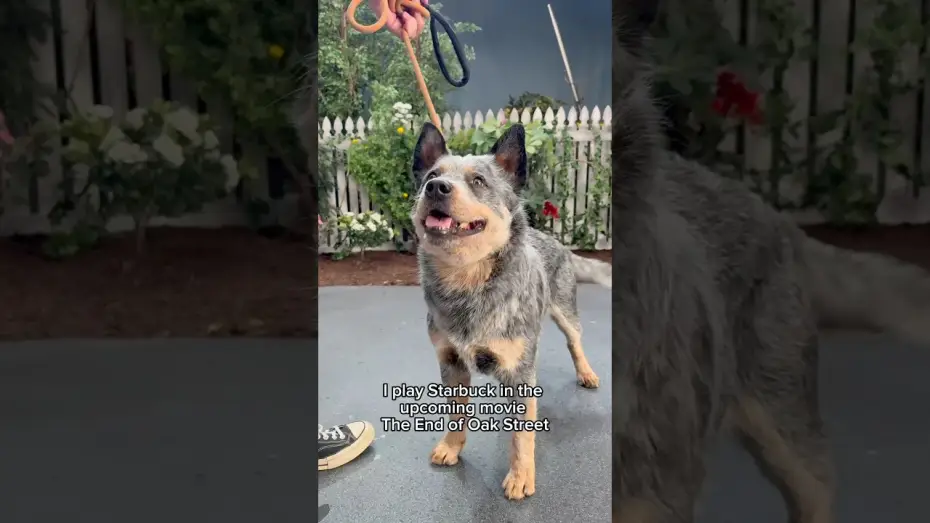 Відео до фільму Вулиця Флауервейл | A neighborhood's best friend.