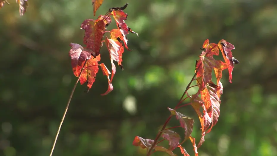 Відео до фільму My Brother's Wife 3: The Woman Downstairs | 형님아내3(아랫집 부인)뮤직비디오