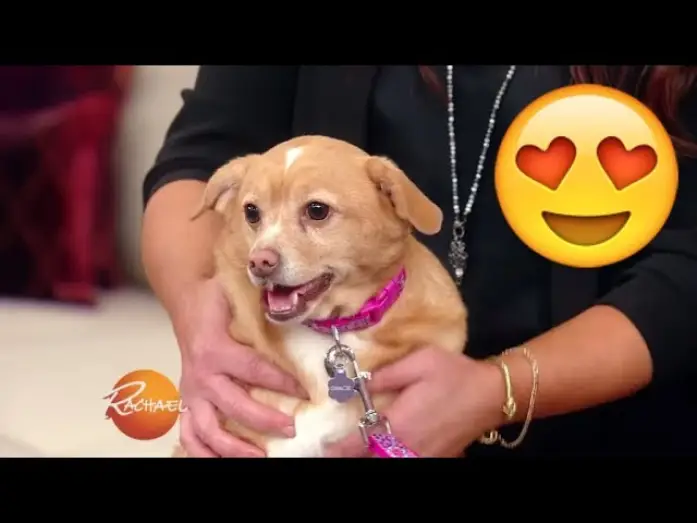 Видео к сериалу Рейчел Рей — You HAVE to See This Adorable Pup Makeover! | Rachael Ray Show
