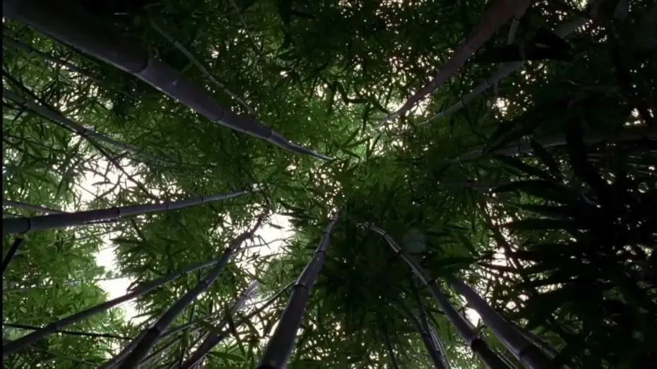 Видео к сериалу Загублені — LOST: Opening Scene 1x01 - Bamboo Forest