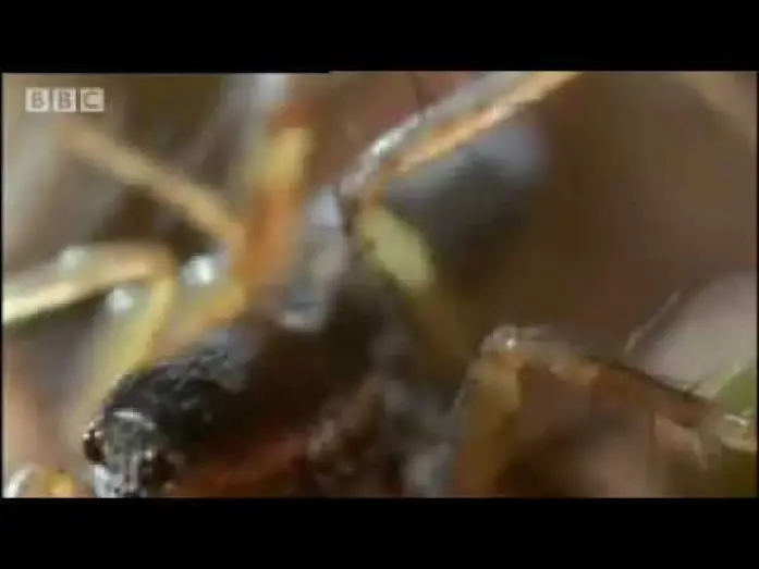 Відео до серіалу Життя в підліску — Amazing miniature world - Sir David Attenborough's Life in the Undergrowth - BBC wildlife
