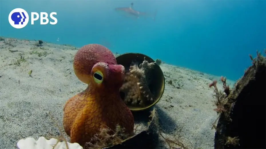 Видео к сериалу Природа — Spy Octopus Helps Friend Hide From Shark