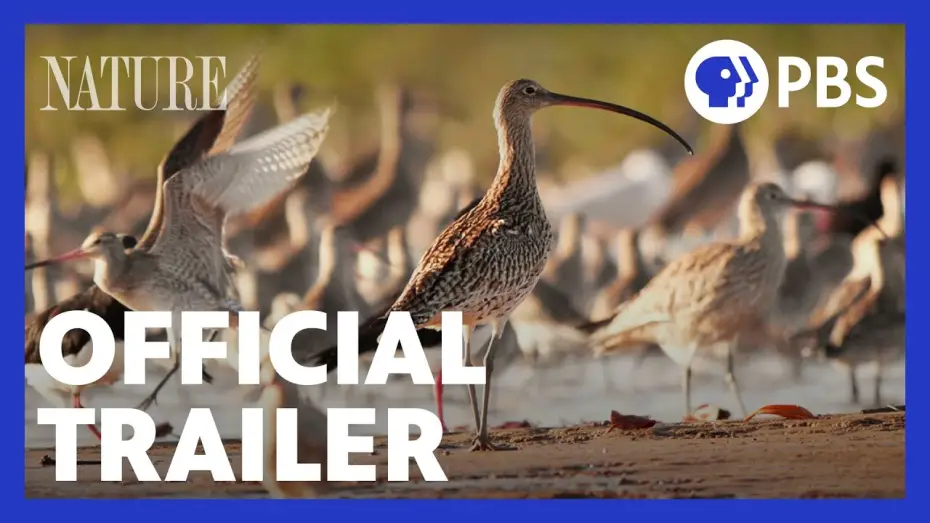 Видео к сериалу Природа — Flyways | Official Trailer | NATURE | PBS