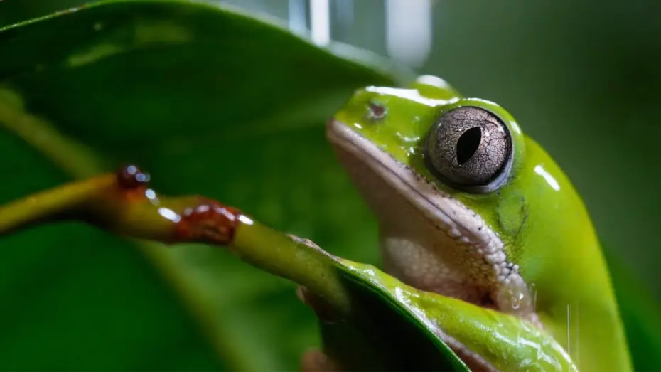 Відео до серіалу Ідеальна планета — A Perfect Planet: Extended Trailer | New David Attenborough Series | BBC Earth