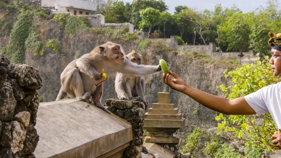 Відео до серіалу Планета Земля III — The Bartering Monkeys of Bali | Planet Earth III