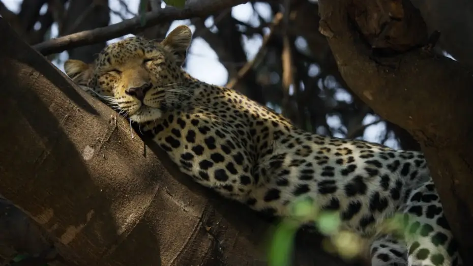 Відео до серіалу Планета Земля III — 5 Ways Big Cats Are Just Like Small Cats | Planet Earth III
