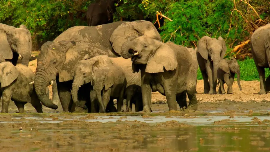 Відео до серіалу Планета Земля III — Elephants Saved from Poaching Learn to Trust Again | Planet Earth III Behind The Scenes