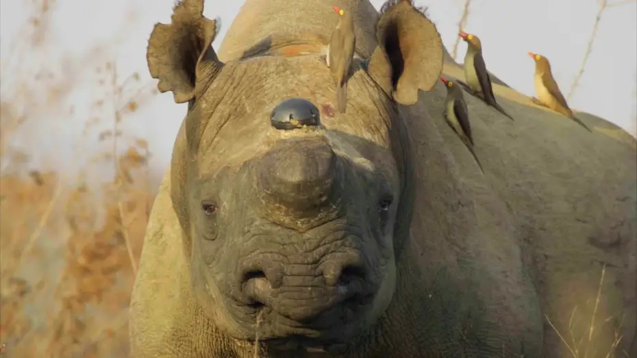 Відео до серіалу Планета Земля III — Why Removing a Rhino’s Horn Might Just Save it | Planet Earth III Behind The Scenes