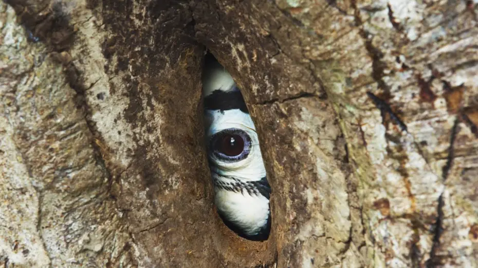 Відео до серіалу Планета Земля III — Devoted Hornbill Delivers Food To Mate | Planet Earth III