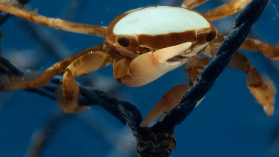 Відео до серіалу Планета Земля III — Hitchhiking Crab Finds Love | Planet Earth III