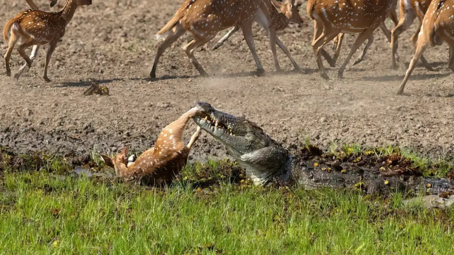 Відео до серіалу Планета Земля III — Crocodile Attack at the Watering Hole | Planet Earth III