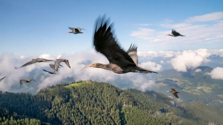Відео до серіалу Планета Земля III — Endangered Birds Learn To Fly | Planet Earth III
