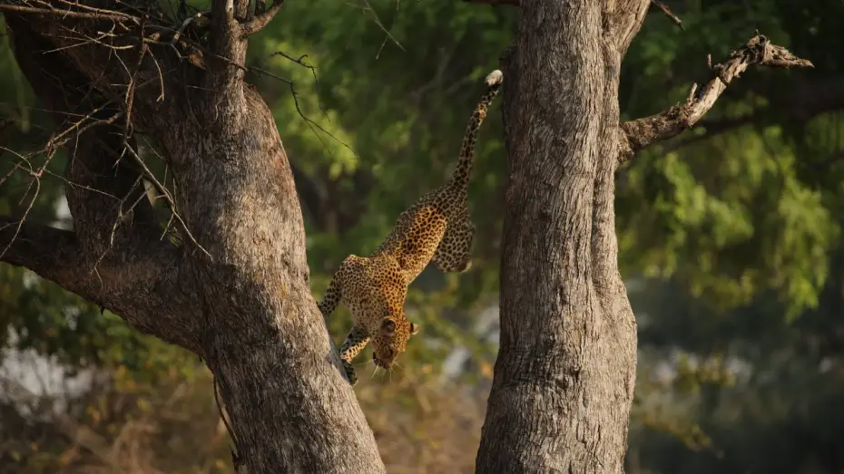 Відео до серіалу Планета Земля III — Leopard Risks Death For Dinner | Planet Earth III