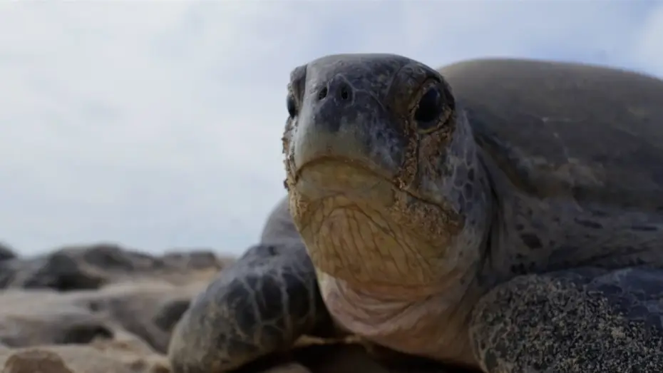 Відео до серіалу Планета Земля III — Why Female Turtles are Taking Over Raine Island | Planet Earth III Behind The Scenes