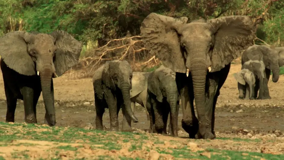 Відео до серіалу Планета Земля III — Why Wildlife Filmmaking Is So Important | Planet Earth III Behind The Scenes