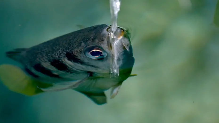Відео до серіалу Планета Земля III — The Fish with Incredible Shooting Aim | Planet Earth III Behind the Scenes