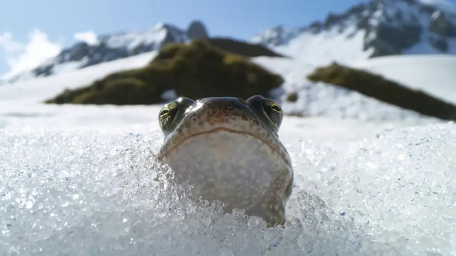Відео до серіалу Планета Земля III — Frogs Race For Love | Planet Earth III