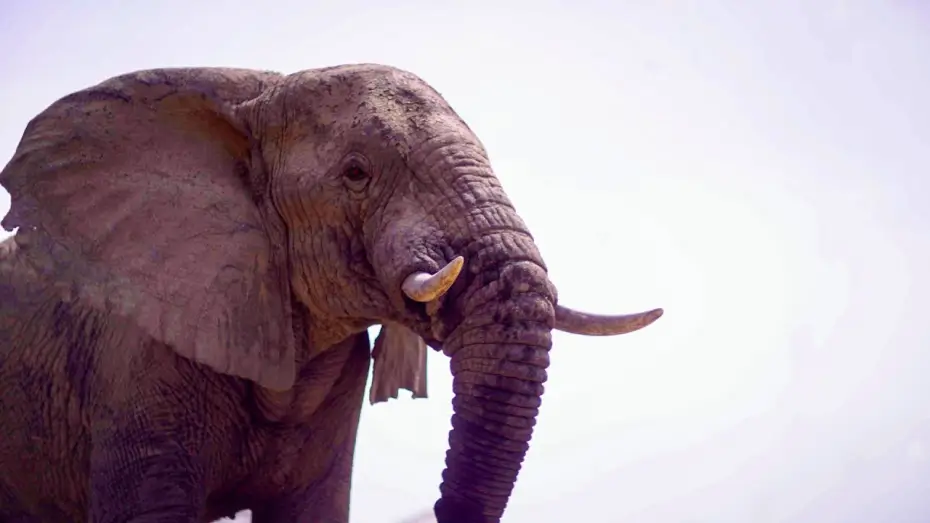 Відео до серіалу Планета Земля III — Elephants Thrive After Poaching Ban in Zakouma | Planet Earth III Behind The Scenes