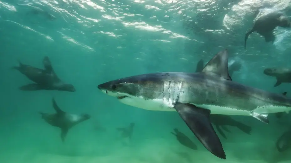 Відео до серіалу Планета Земля III — Great White Shark Mobbed by Gang Of Seals | Planet Earth III