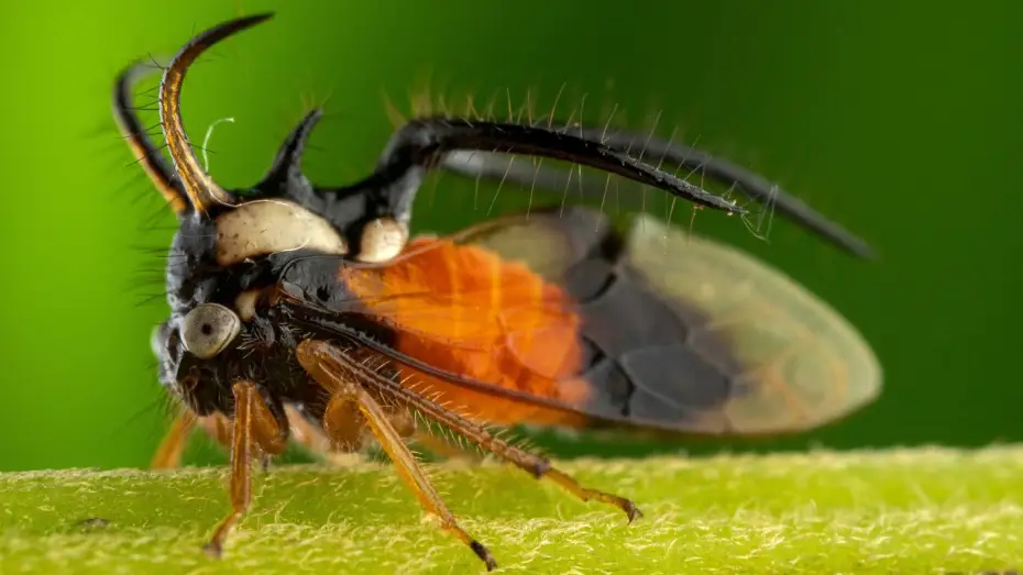 Відео до серіалу Планета Земля III — The Insects Who Vibrate To Communicate | Planet Earth III