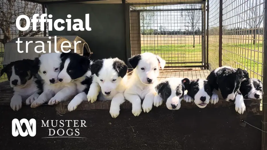 Відео до серіалу Muster Dogs — Muster Dogs Season 2 Official Trailer | ABC Australia