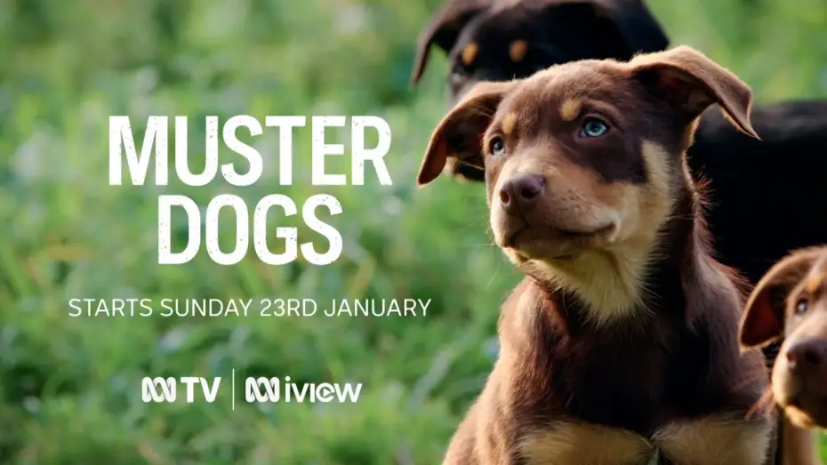 Відео до серіалу Muster Dogs — Muster Dogs | ABC TV