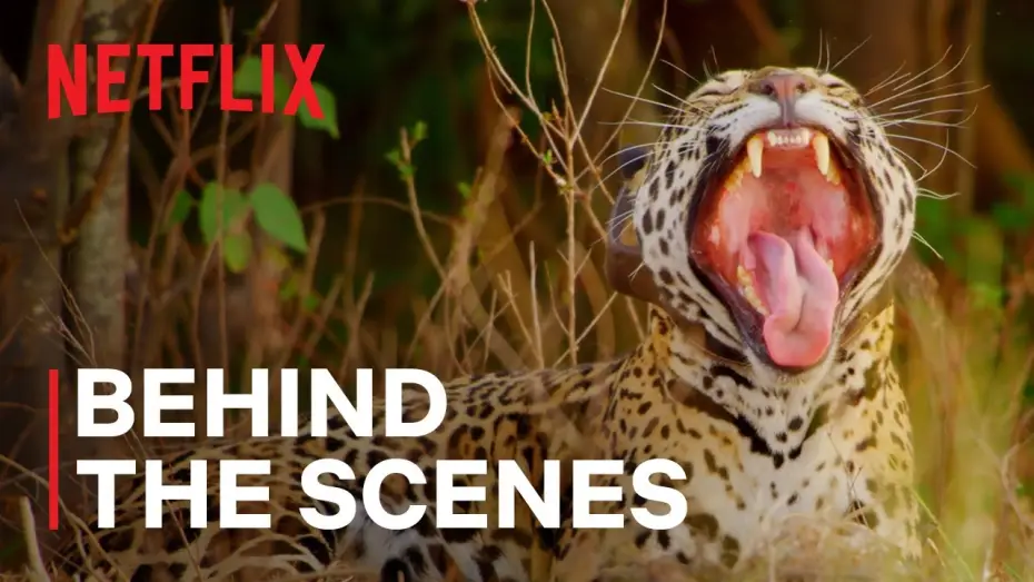 Відео до серіалу Наш живий світ — Jaguar Rewilding [Subtitled]